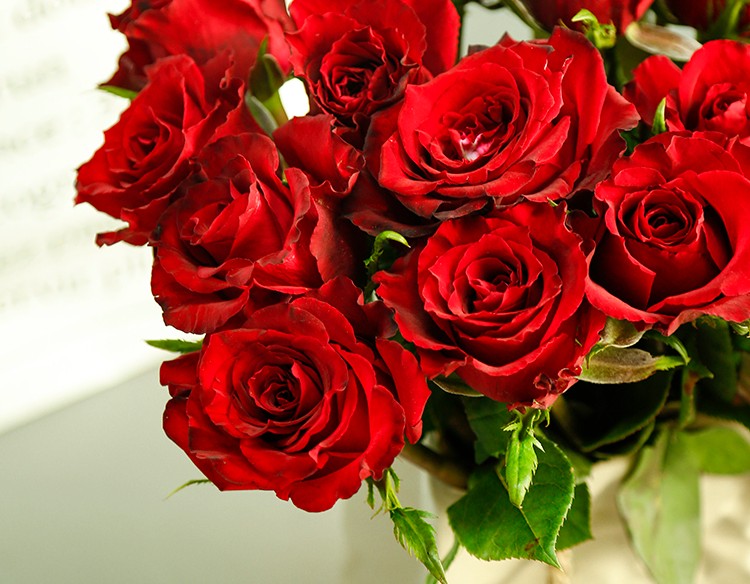 佳人传奇玫瑰鲜花||新品玫瑰传奇&金辉